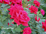Love 'Ya Dad rose photo