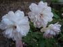 Lisette rose photo