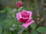 Odessa rose photo