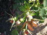 RSM K1  rose photo