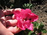 RSM K1  rose photo