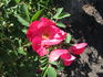 RSM K1  rose photo