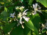 Praecox clematis photo