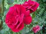 Syr rose photo