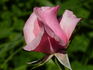 Pink Favorite rose photo
