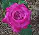 Spellcaster rose photo