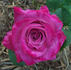 Spellcaster rose photo