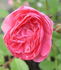 České 'Práci čest' rose photo