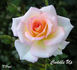Cuddle Up rose photo