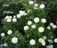 Lime Sublime ™ rose photo
