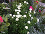 Lime Sublime ™ rose photo