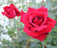 Love 'Ya Dad rose photo