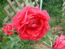Hi Neighbor rose photo