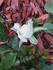 Snow Sunblaze rose photo
