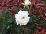 Snow Sunblaze rose photo