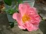 Royal Edward rose photo