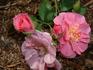 Royal Edward rose photo