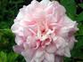 La Sylphide rose photo