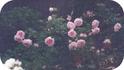 The Miller rose photo