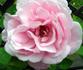 Eva de Grossouvre rose photo