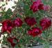 Crimson Glow rose photo