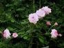 Portofino ® rose photo