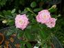 Portofino ® rose photo