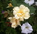 Independence Musk rose photo