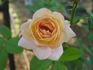 Operetta rose photo