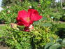 Survivor rose photo