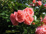 Cosmos ™ rose photo
