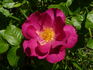 Adam's Rose rose photo