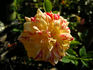Earthquake, Cl. rose photo