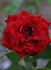 Dream Scarlet rose photo