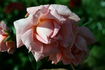 Davidoff ® rose photo