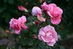 Davidoff ® rose photo