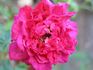Bengale Centfeuilles rose photo