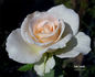 Lod. Lavki rose photo
