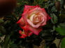 Cabaret ® rose photo