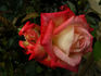 Cabaret ® rose photo