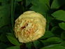 La Lorraine peony photo