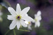 <i>C. paniculata</i> Gmel. clematis photo