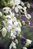 <i>C. paniculata</i> Gmel. clematis photo