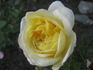 Golden Globe rose photo