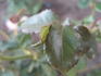 Golden Globe rose photo