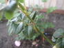 Golden Globe rose photo