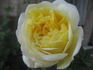 Golden Globe rose photo