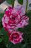 Jolly Cupido rose photo