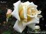 Sunkist rose photo