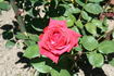 Ajaccio rose photo